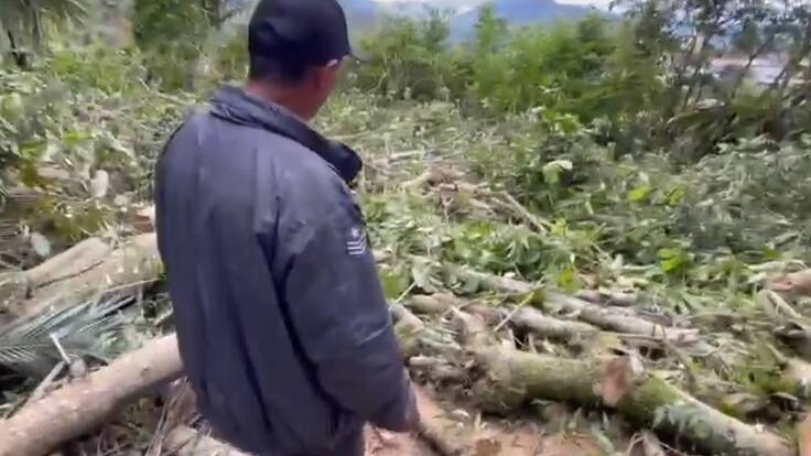 Informe Tala de árboles en Salento, Quindío