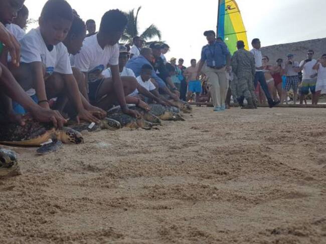 Armada Nacional realizó de liberación de tortugas marinas en Cartagena