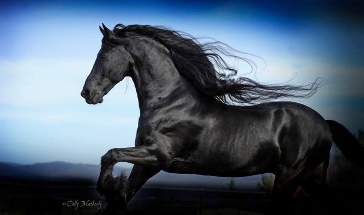 Se ha convertido en una celebridad en Facebook debido a la abundancia de sus seguidores quienes lo llaman 'El Grande'.