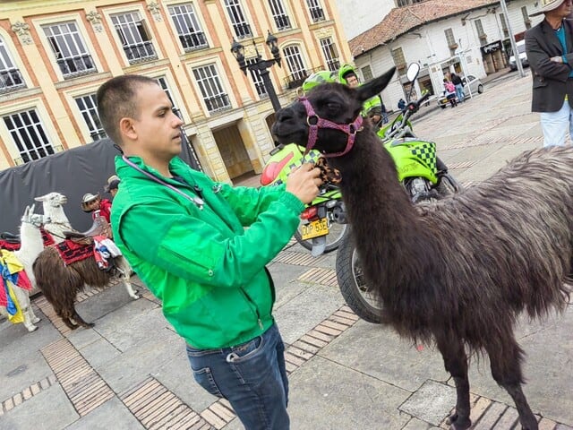 Llamas en Bogotá. Foto: Colprensa.