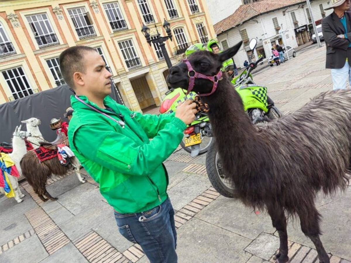 Bogotá investiga presunta extorsión a turistas y uso de llamas como atractivo en el centro