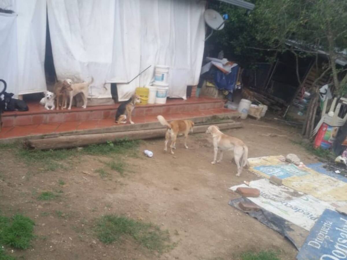 Robaron refugio que ayuda animales sin hogar