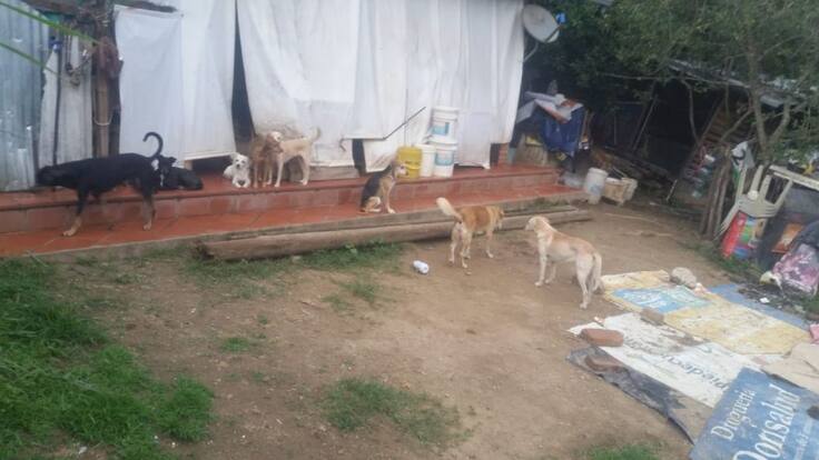 Robaron refugio que ayuda animales sin hogar