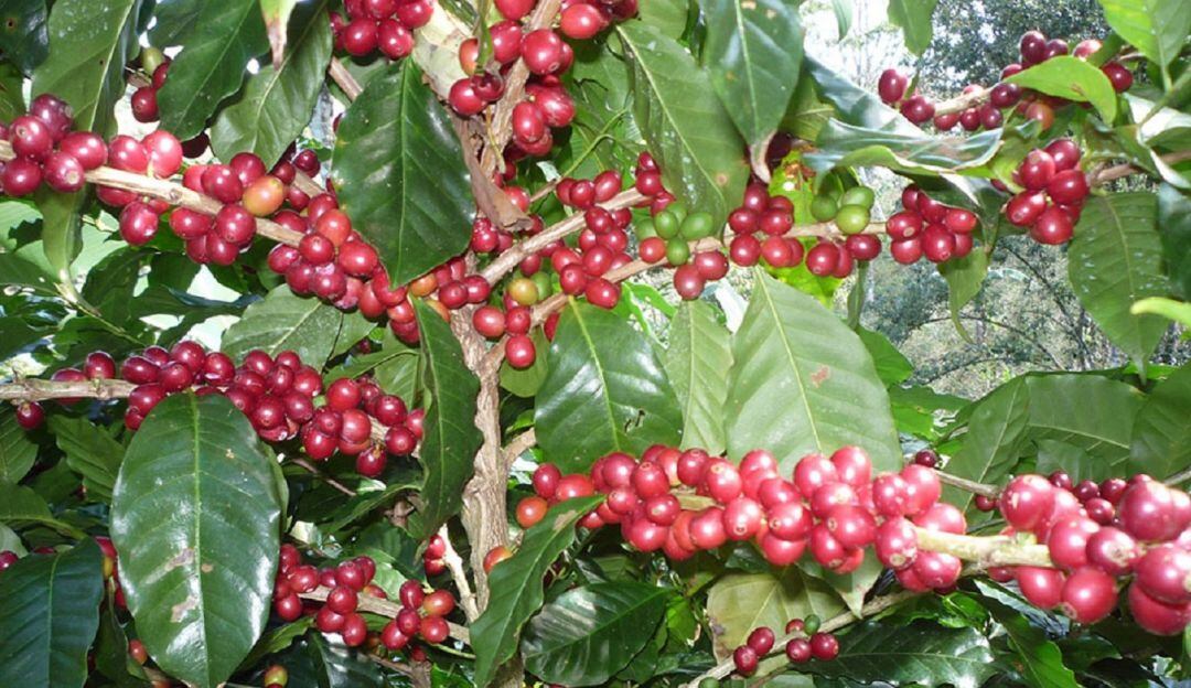 De los 37 municipios de Huila, 14 serán beneficiados y fortalecidos con proyecto de cooperación internacional