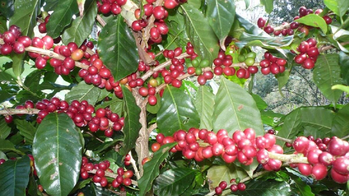 4.143 caficultores del Huila se beneficiarán de ayudas internacionales