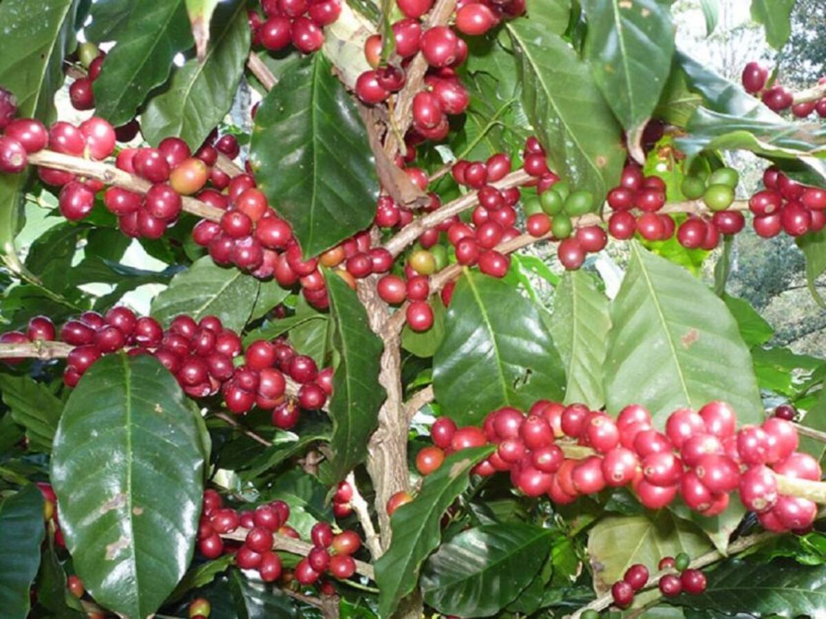 4.143 caficultores del Huila se beneficiarán de ayudas internacionales