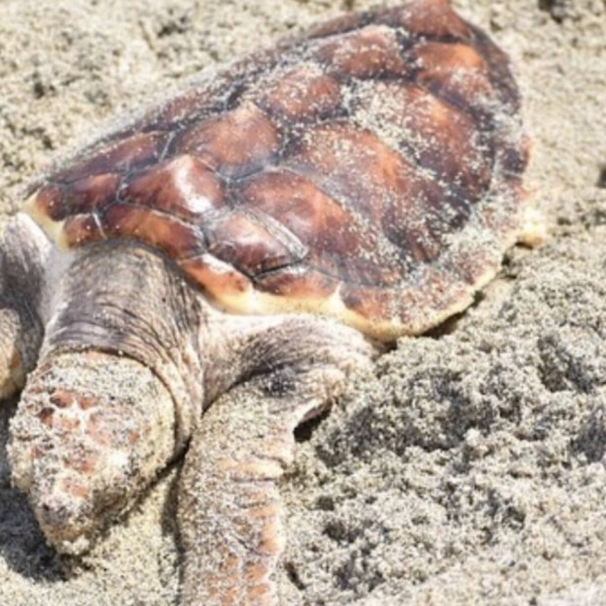 Más de 260 tortugas marinas regresaron a su hábitat natural