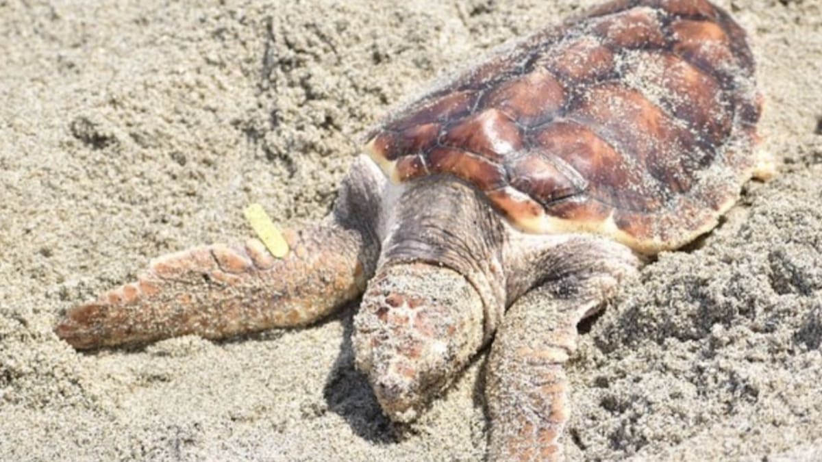 Más de 260 tortugas marinas regresaron a su hábitat natural
