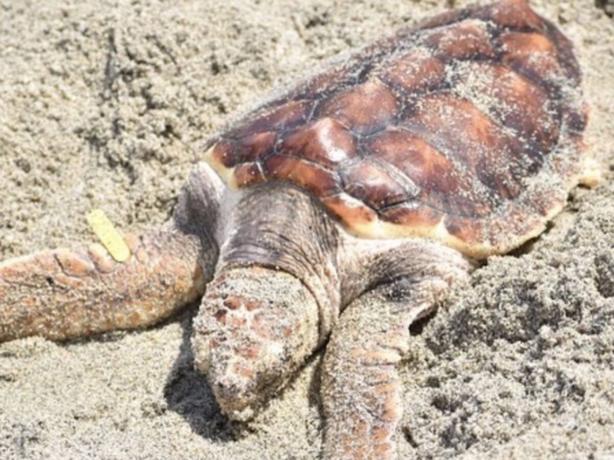 Más de 260 tortugas marinas regresaron a su hábitat natural