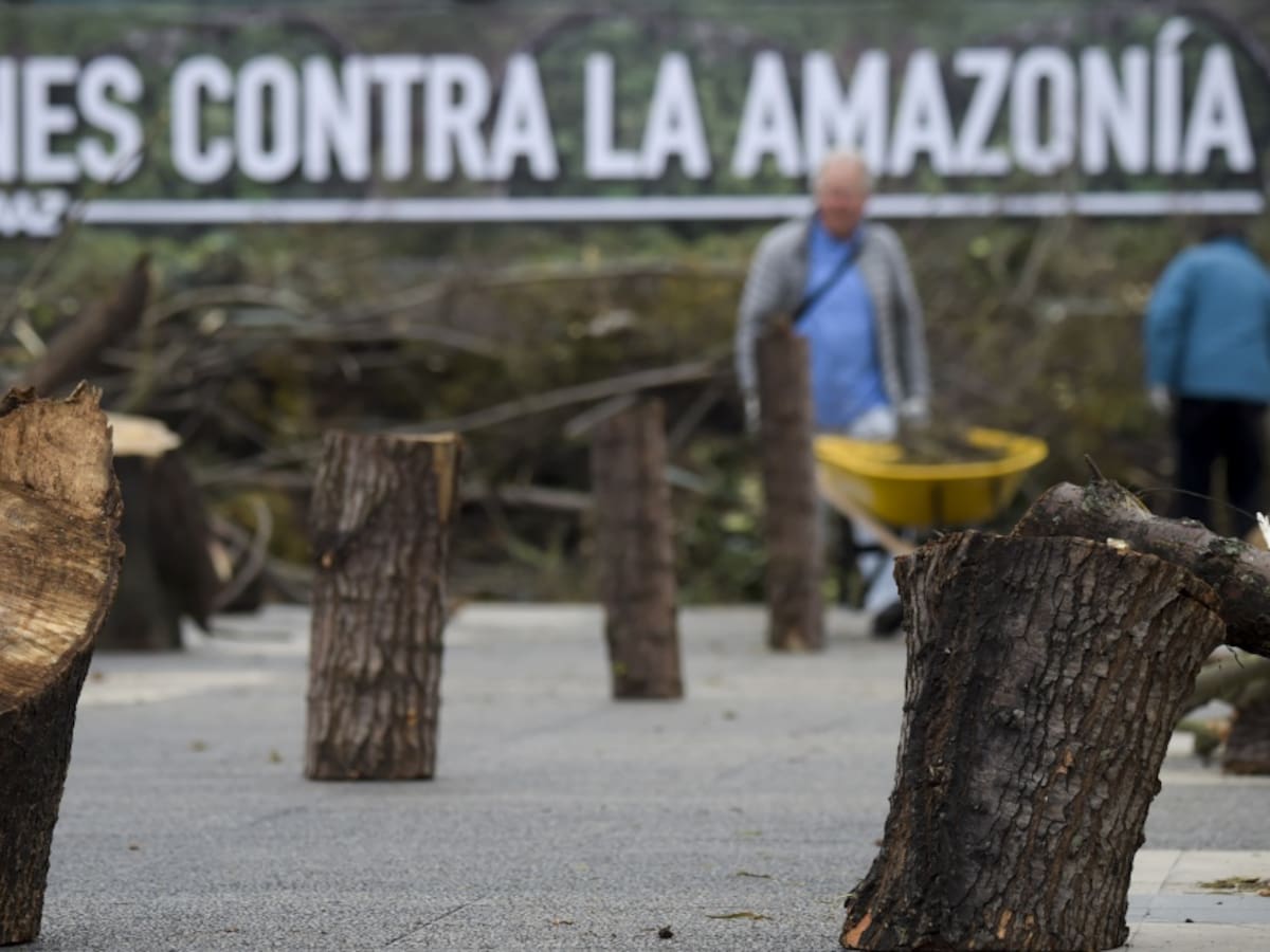 Este domingo será la primera Carrera Contra la Deforestación