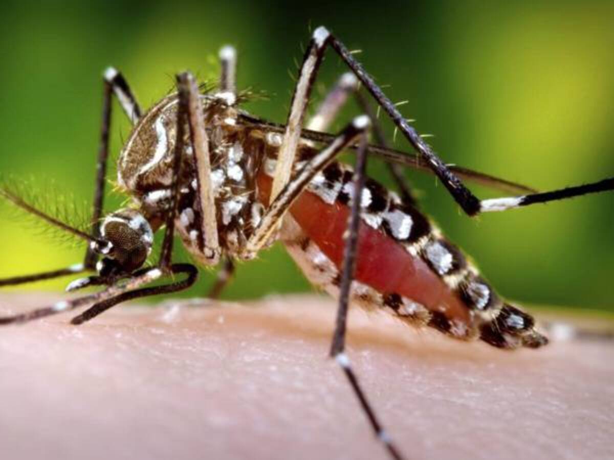 Se confirman cinco casos de Zika en el Valle del Cauca