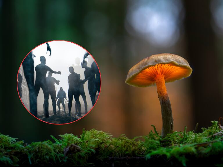 Hongo colorido en medio de un bosque / Zombis (Getty Images)