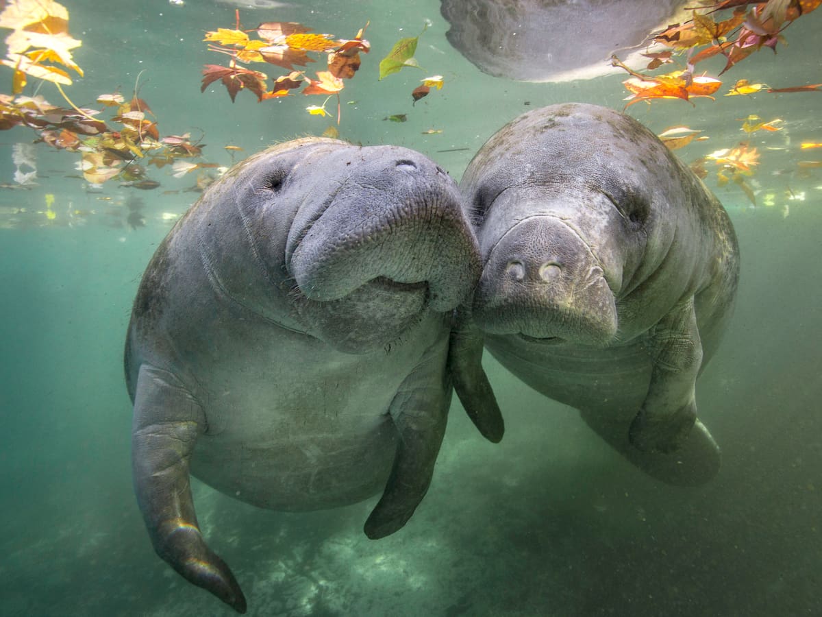 Manatíes se están reproduciendo en Barrancabermeja: una buena noticia para la especie