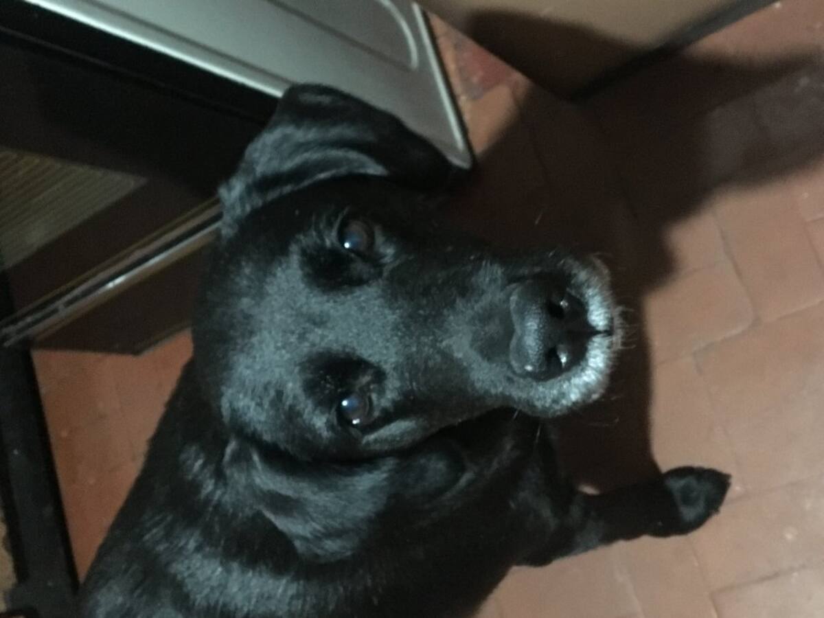 Stella Patiño nos envía la mirada de su perrita Sasha