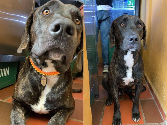 Tayson lleva cinco días desaparecido: Su familia ofrece recompensa para recuperarlo. Fotos: Suministradas. 