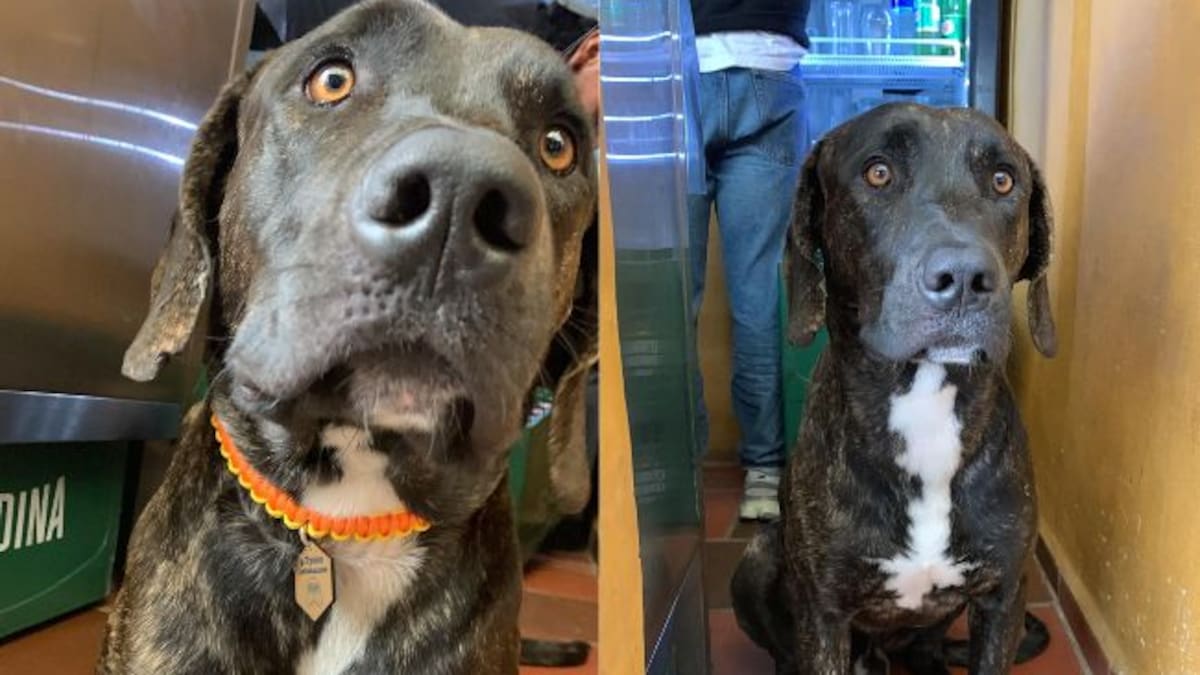 Tayson lleva cinco días desaparecido: Su familia ofrece recompensa para recuperarlo