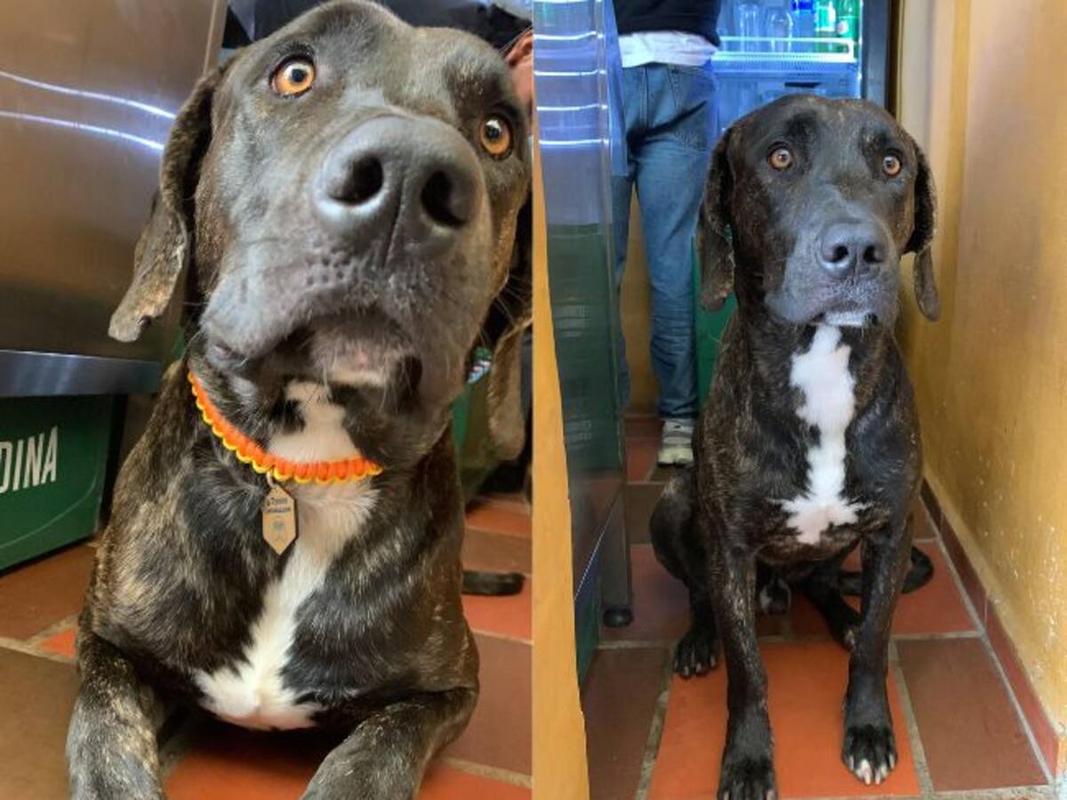 Tayson lleva cinco días desaparecido: Su familia ofrece recompensa para recuperarlo