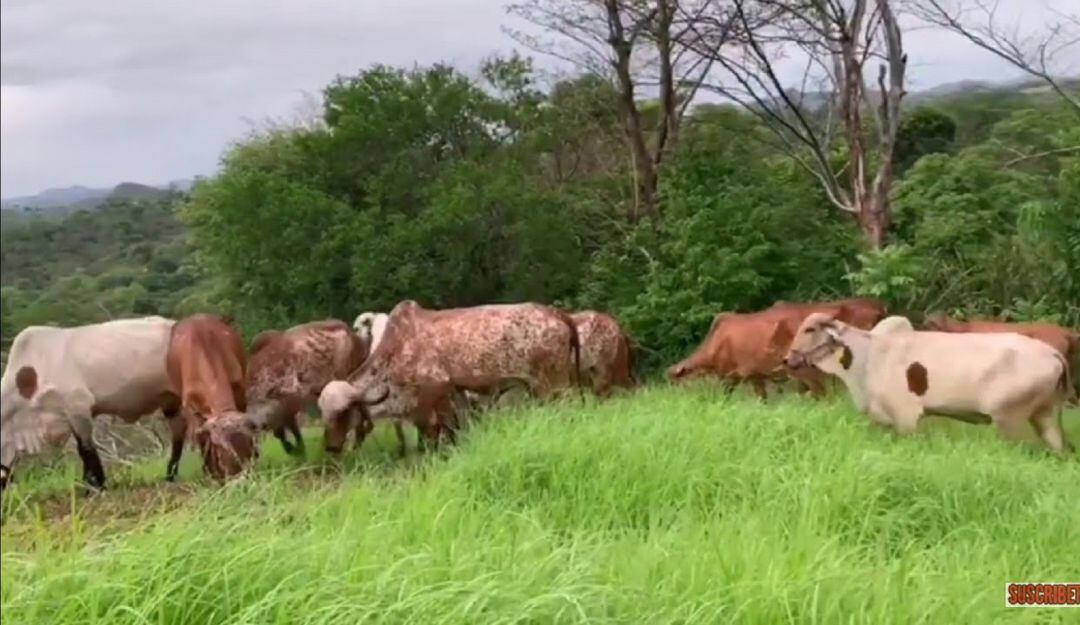 Los más beneficiados con la ola invernal  en el Huila, es el gremio  ganadero.