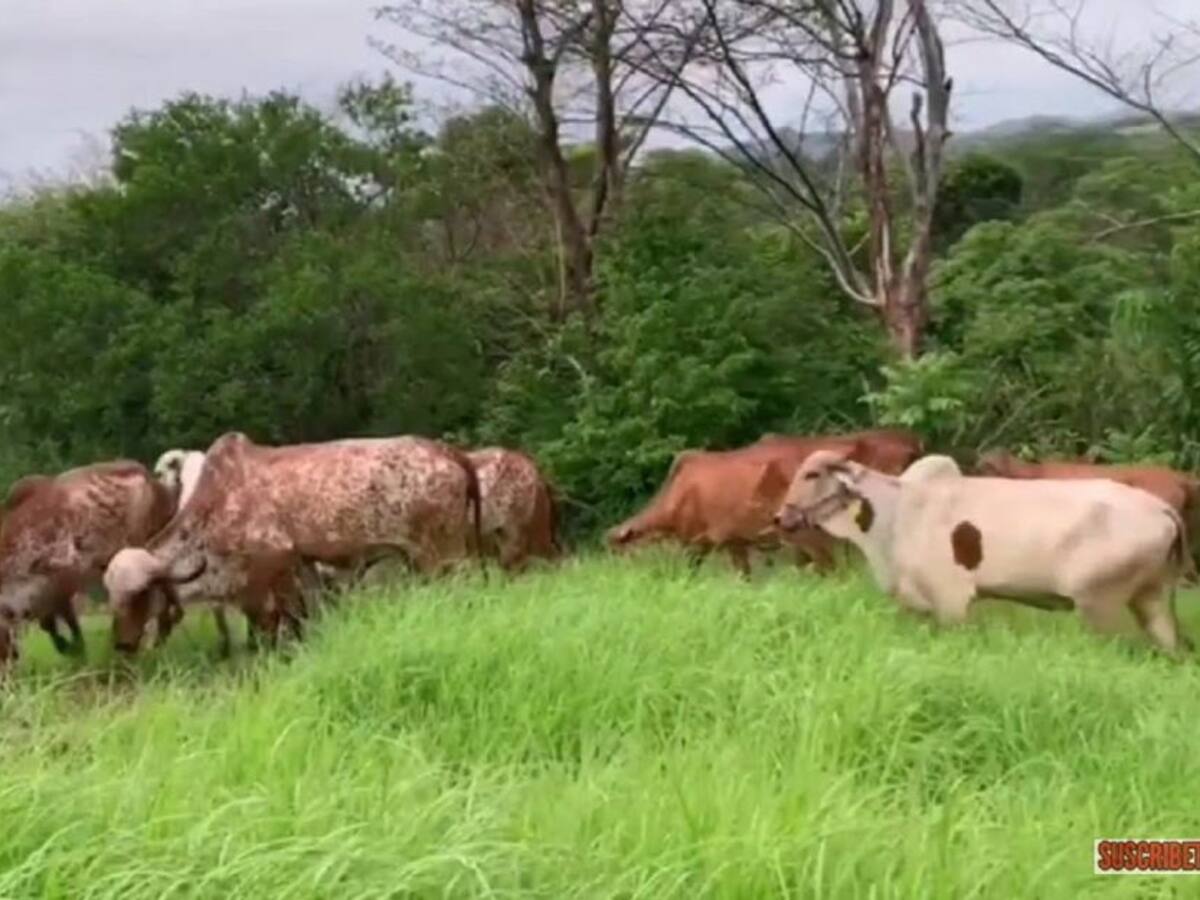 Precio de leche y carne benefician a ganaderos del Huila