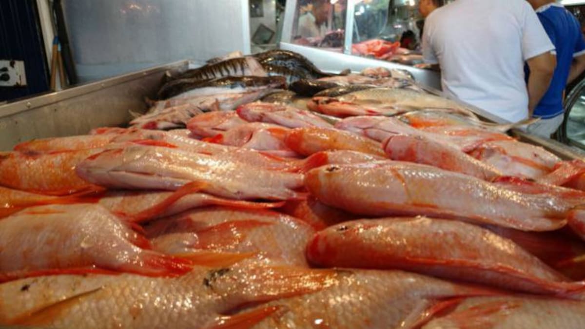 Fenómeno de El Niño afecta a los pescadores de Caldas