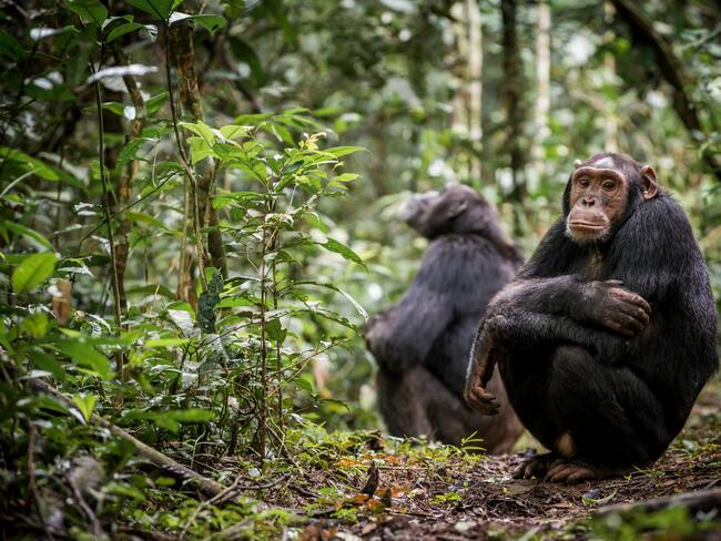 Bioparque Ukumarí: “Un chimpancé eufórico afuera representa un riesgo para las personas”