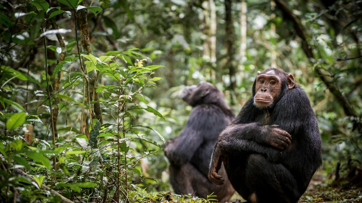 Bioparque Ukumarí: “Un chimpancé eufórico afuera representa un riesgo para las personas”