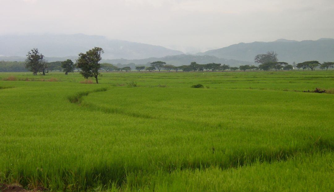 Almacenamiento de arroz