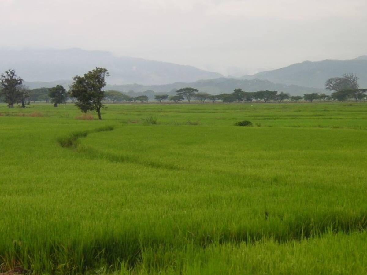 Molineros deben vincularse al incentivo de almacenamiento de arroz