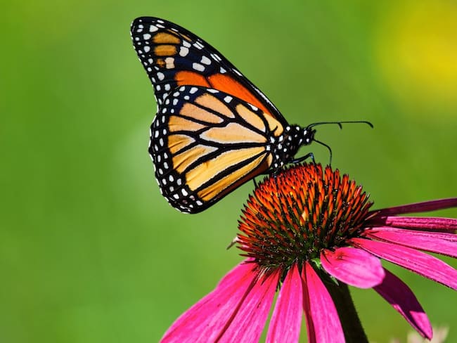 Luego de 13 millones de años, las mariposas desarrollan una ventaja natural