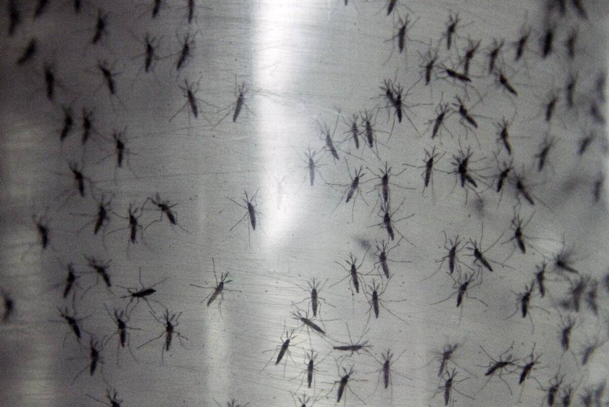 25 de septiembre 2014. recipientes contienen mosquitos modificados genéticamente para combatir a los que transmiten el dengue y la chikungunya.