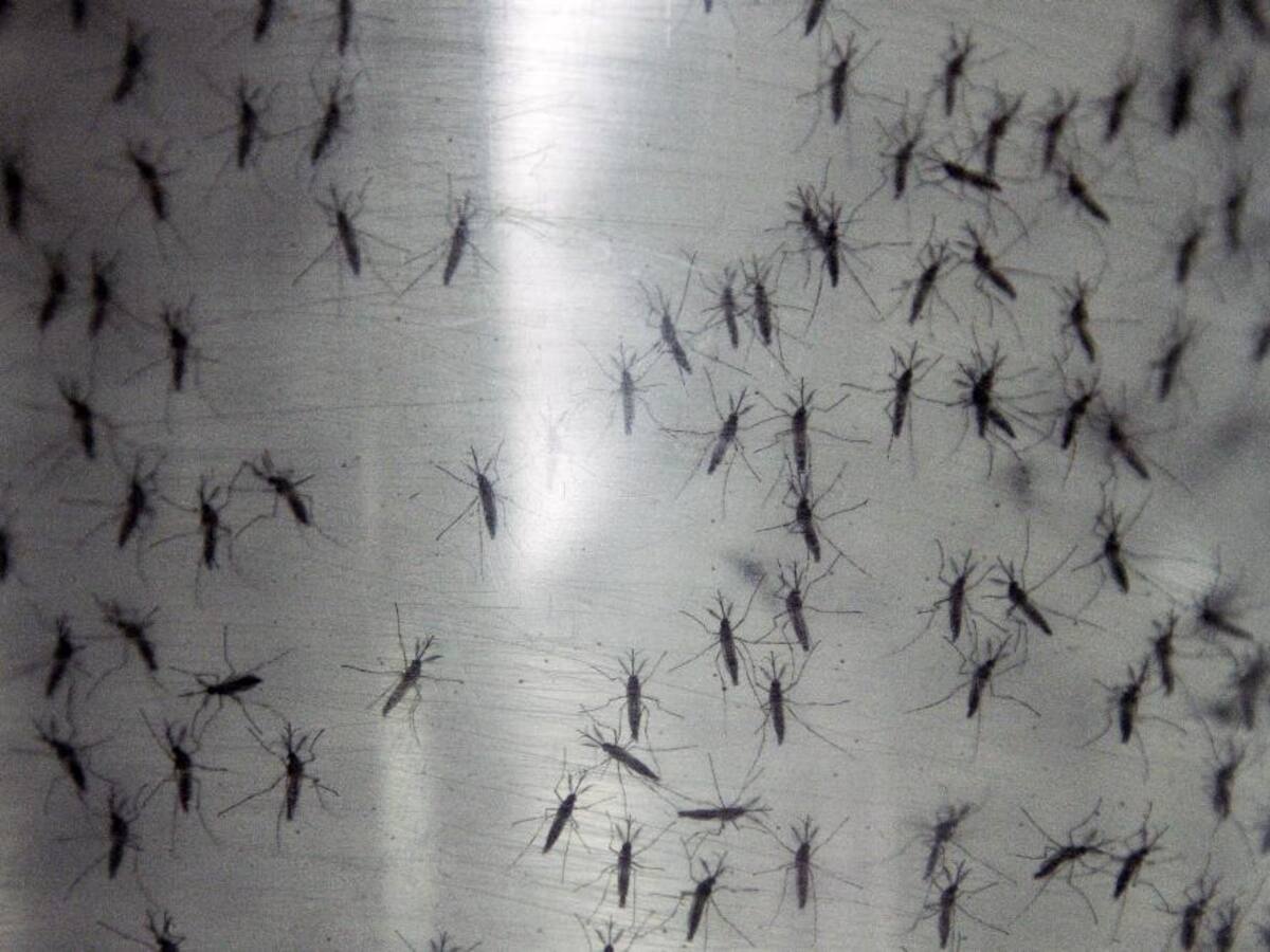 Van casi 9 mil casos de dengue en Santander