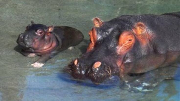Llegan expertos en hipopótamos desde África