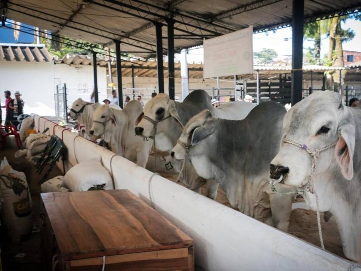Este fin de semana se realizará la Feria Sampedrina en Ibagué