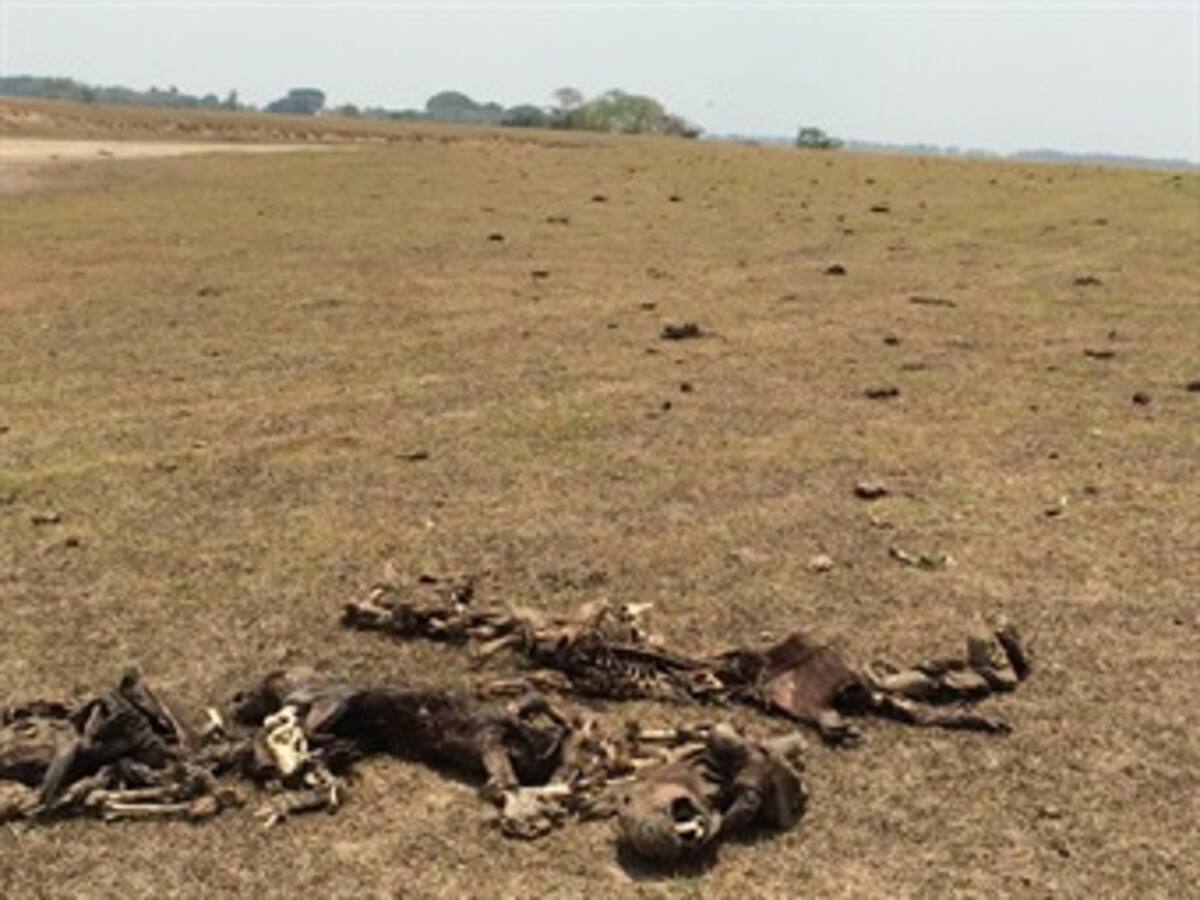 Murieron 6.000 animales por emergencia según balance de Corporinoquía