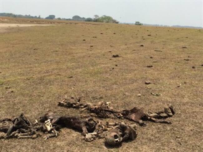 Murieron 6.000 animales por emergencia según balance de Corporinoquía