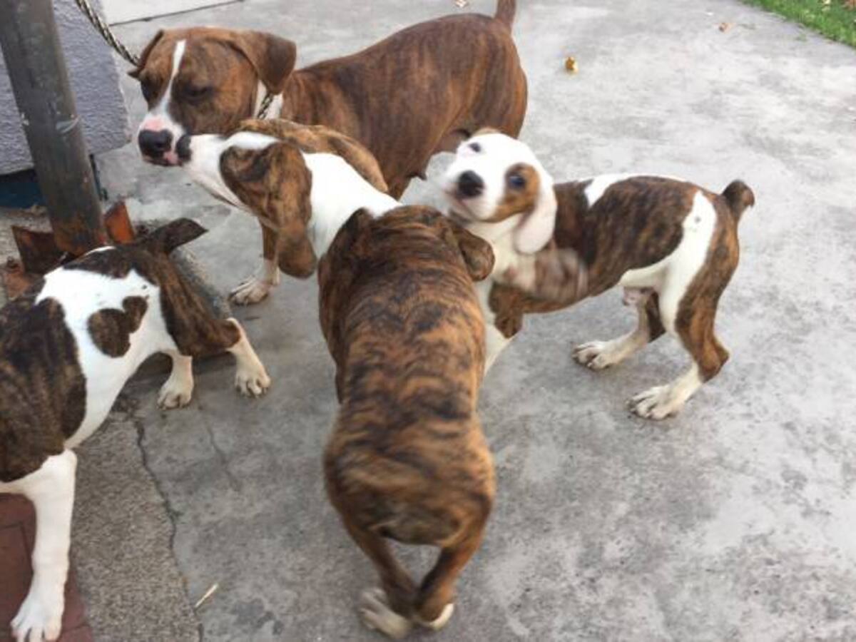 Bogotá estrena centro de protección animal