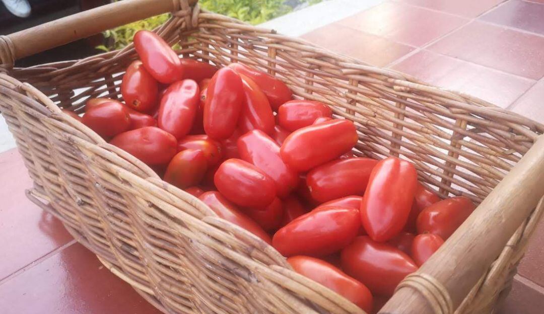 Tomates variedad San Marzano