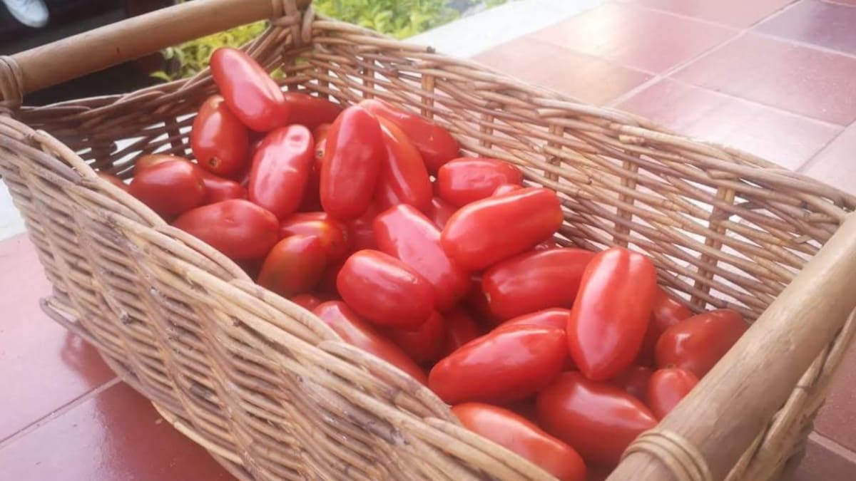 El tomate de variedad San Marzano y sus cultivos en Colombia