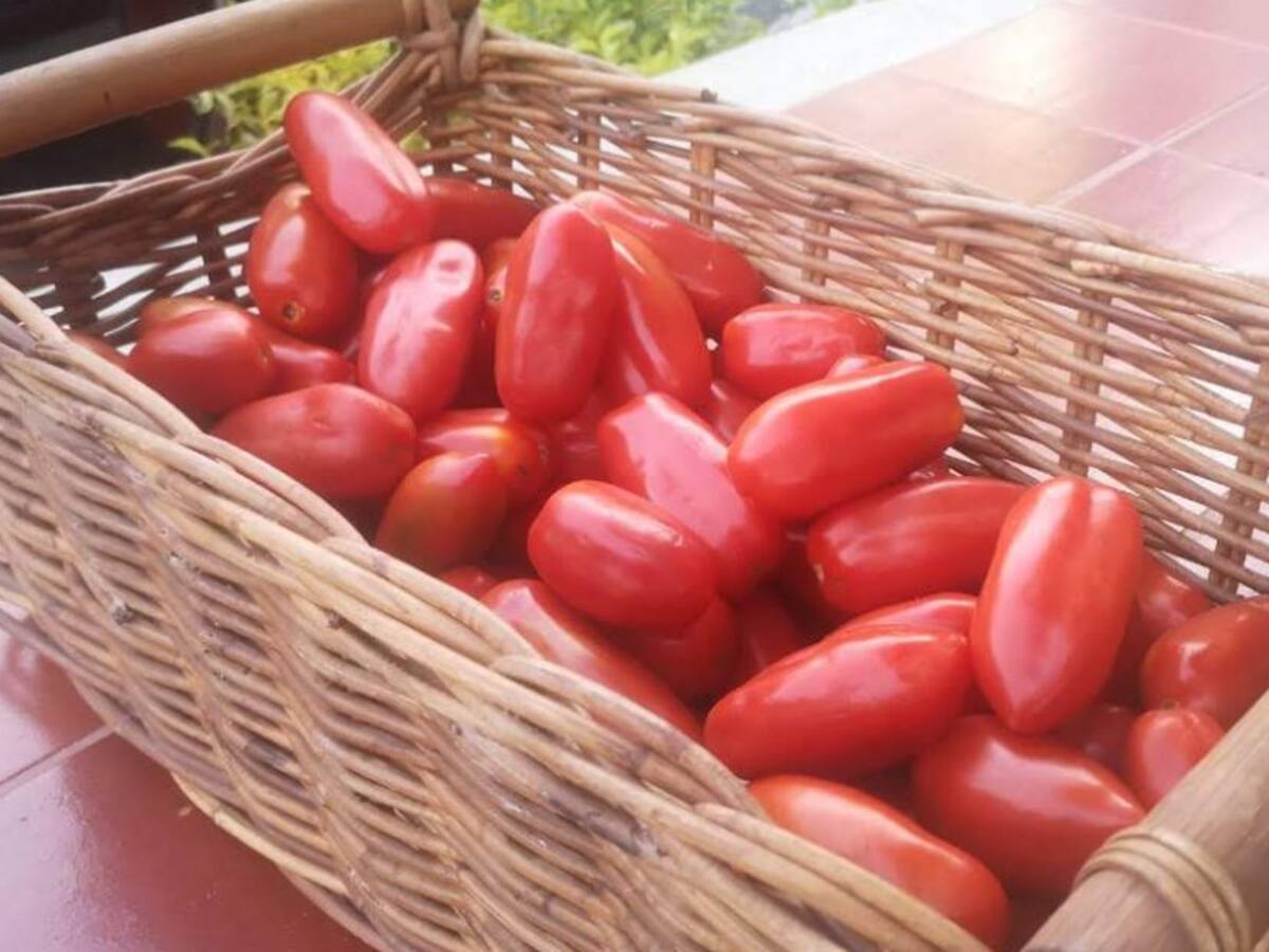 El tomate de variedad San Marzano y sus cultivos en Colombia