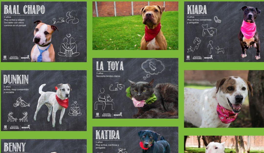 Animales en adopción