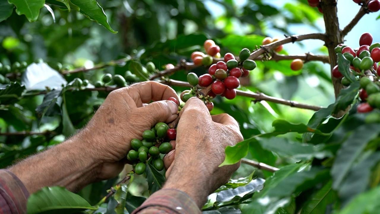 Foto: Federación Nacional de Cafeteros.