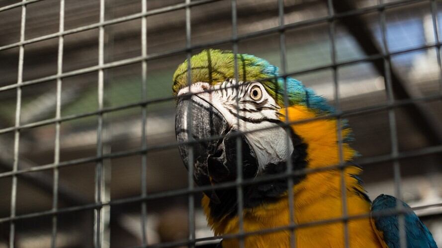 Venta de animales / Foto: Getty Images