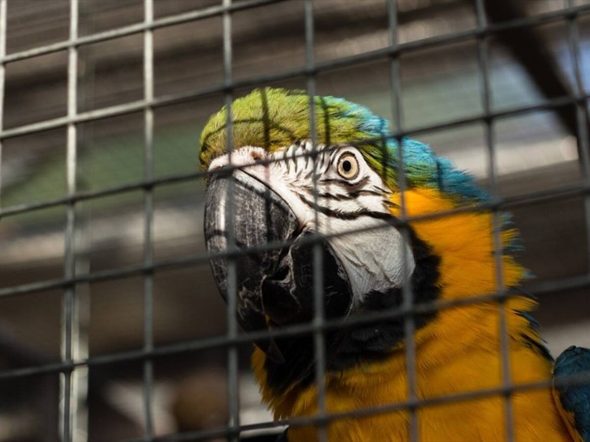 Veedores celebran la regulación en la venta de animales vivos en Cúcuta
