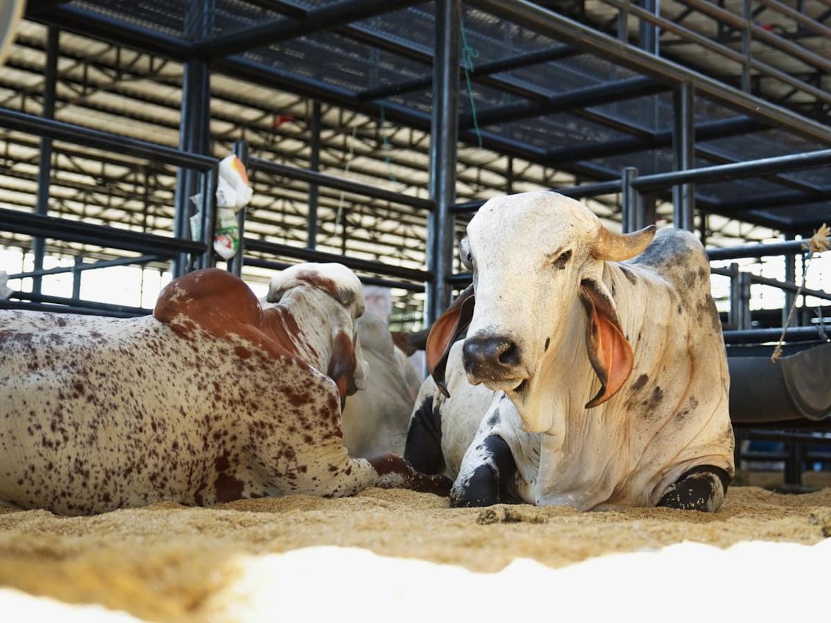 Feria Equina, Bovina y Agroindustrial AgroBolívar 2025 del 17 al 21 de diciembre en Arjona