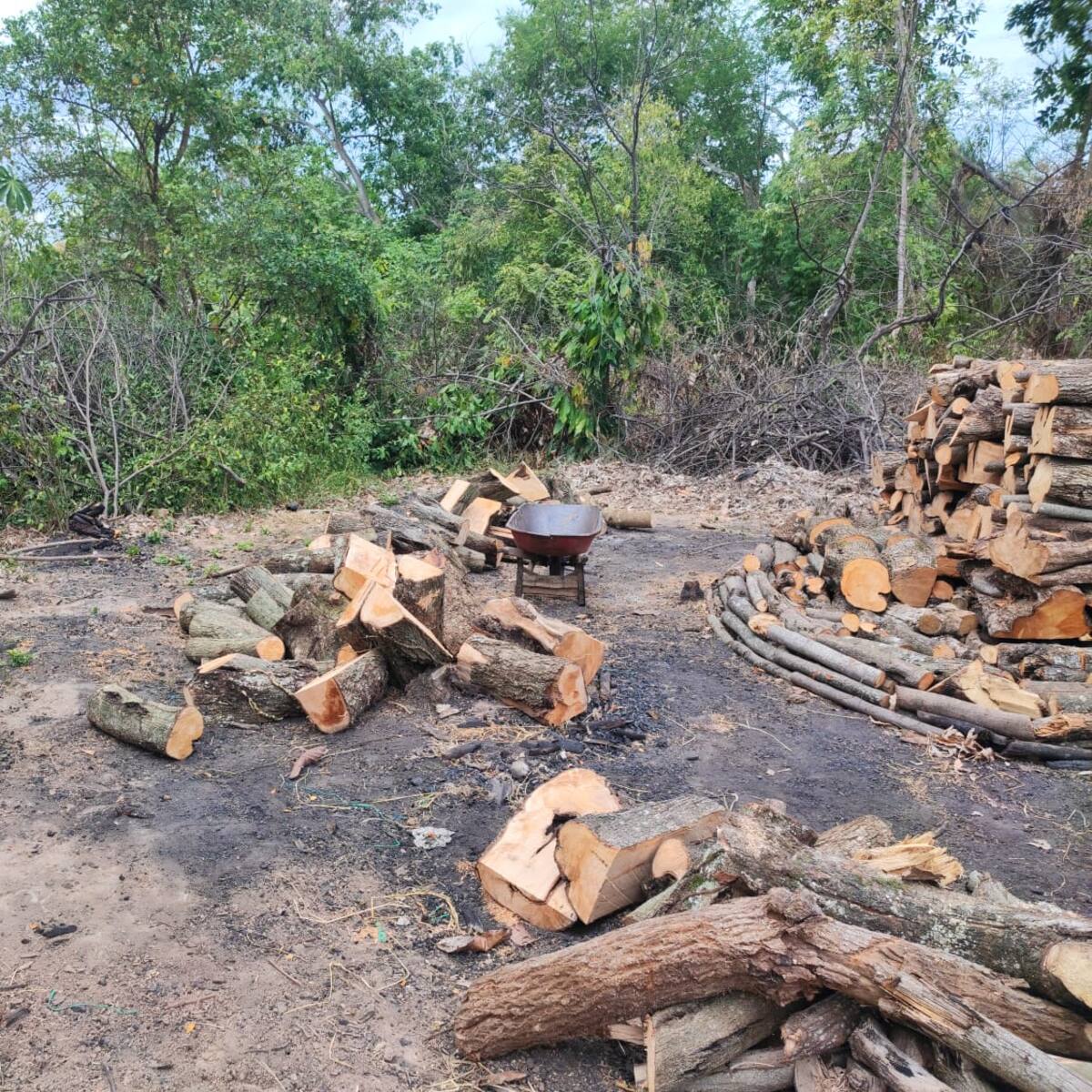 En Neiva captura tres personas por atentar contra el medio ambiente