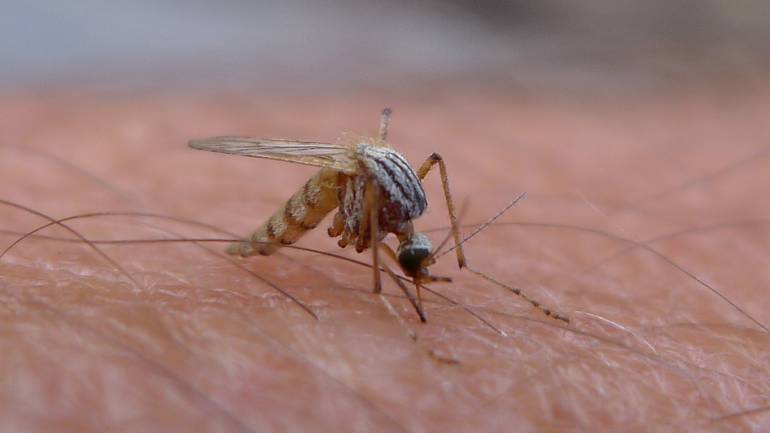 El zancudo transmisor del Zika es el mismo del dengue y el chicungunya.