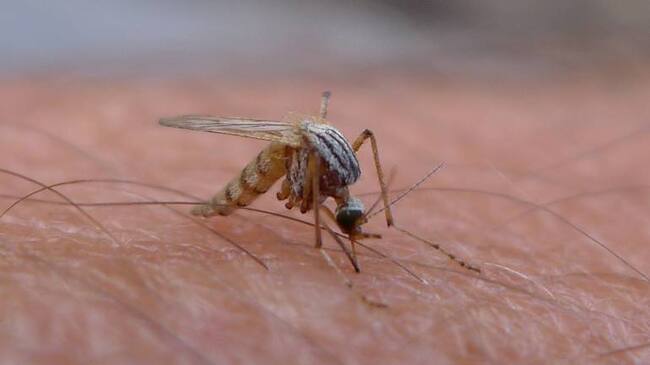 El zancudo transmisor del Zika es el mismo del dengue y el chicungunya.