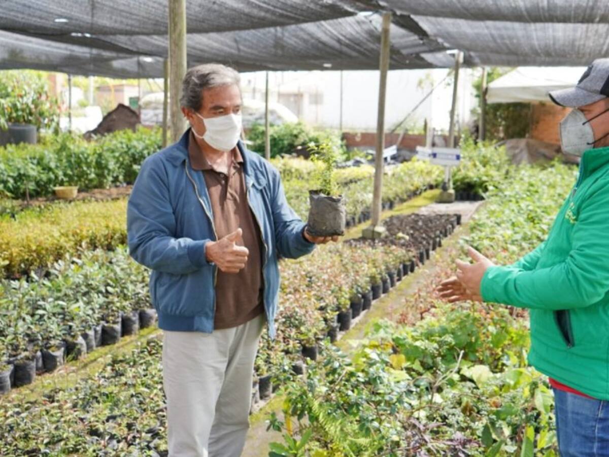 Lanzan campaña para cambiar la palma de cera en Semana Santa