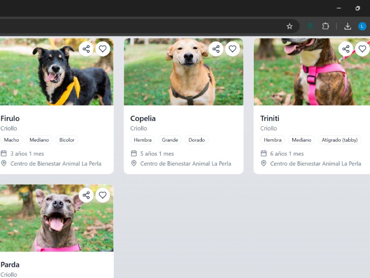 En Medellín ya se pueden adoptar perros y gatos en línea desde casa