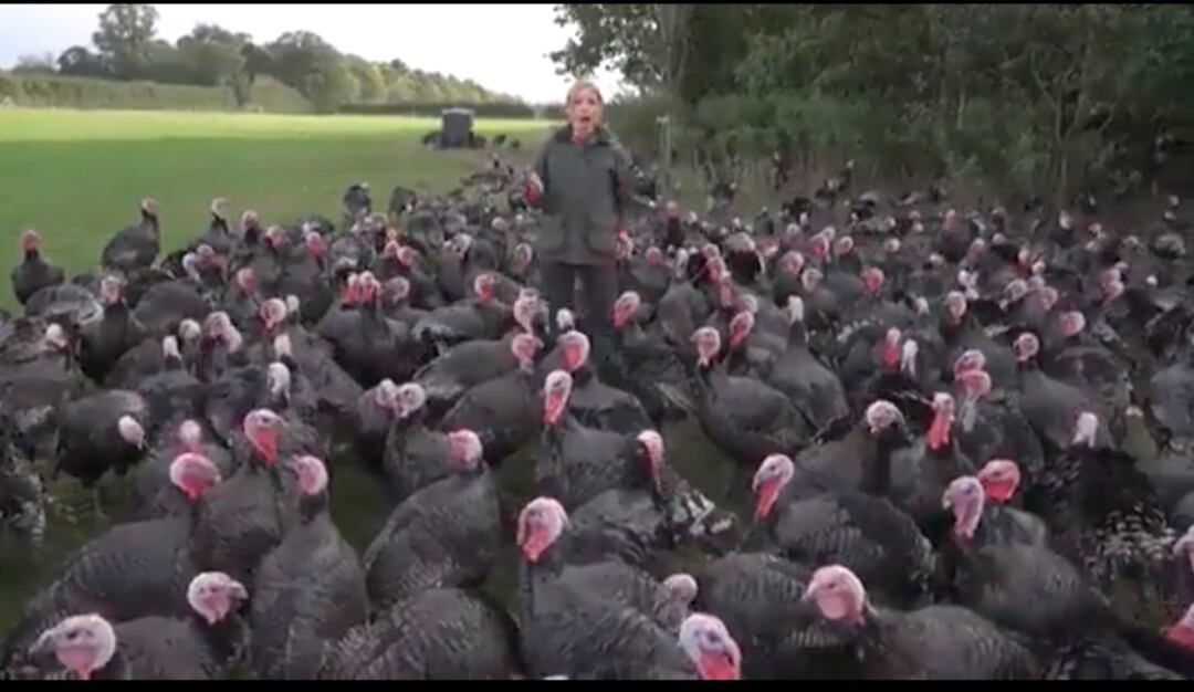 VIDEO: Divertida reacción de pavos al picar la cola de una periodista